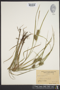 Carex louisianica image