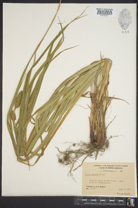 Carex typhina image