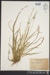 Carex styloflexa image