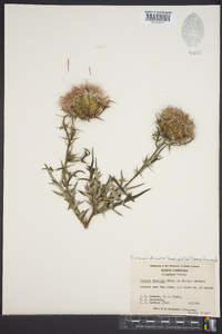 Cirsium discolor image