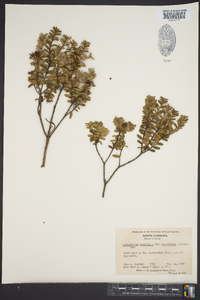 Kalmia buxifolia image