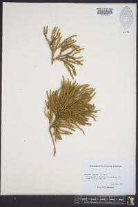 Selaginella rupestris image