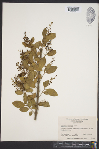 Ligustrum sinense image