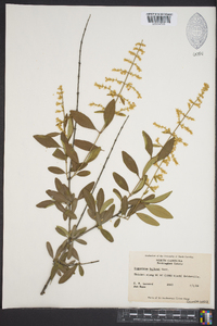 Ligustrum quihoui image