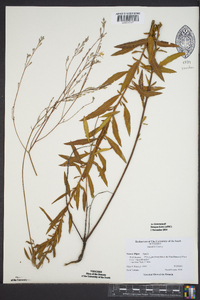 Oenothera filipes image