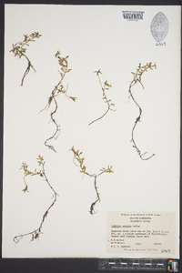 Ludwigia arcuata image