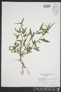 Ludwigia decurrens image