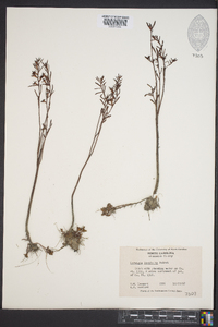 Ludwigia linifolia image