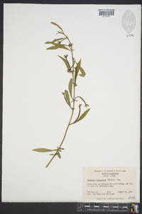 Ludwigia leptocarpa image