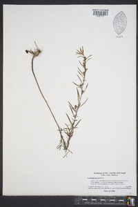 Ludwigia linearis image