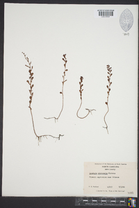 Ludwigia microcarpa image