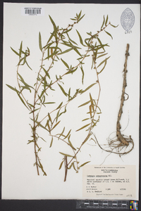 Ludwigia sphaerocarpa image