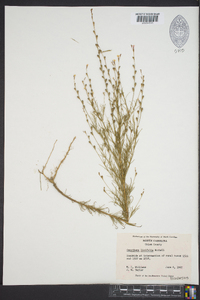 Oenothera linifolia image