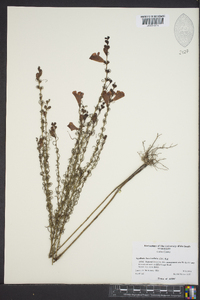 Agalinis fasciculata image