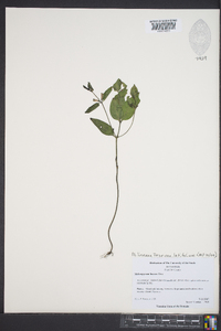 Melampyrum lineare var. latifolium image