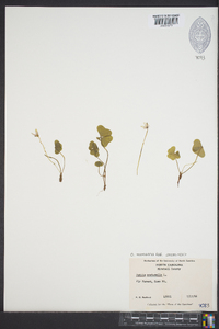 Oxalis montana image