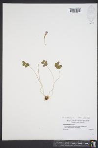 Oxalis violacea image