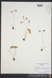 Oxalis violacea image