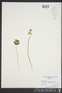 Oxalis violacea image