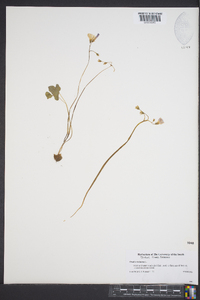 Oxalis violacea image