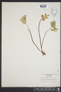 Dicentra cucullaria image