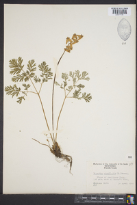 Dicentra cucullaria image