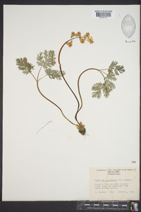 Dicentra cucullaria image