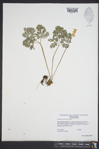 Dicentra cucullaria image