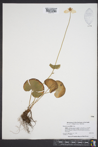 Parnassia asarifolia image