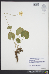 Parnassia asarifolia image