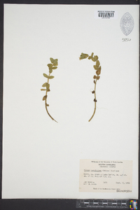 Bacopa caroliniana image