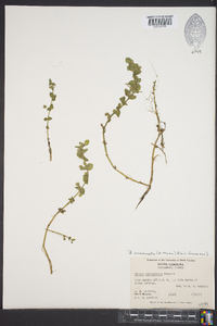 Bacopa innominata image