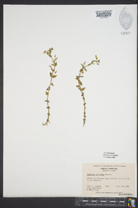 Gratiola viscidula image