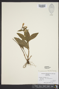 Penstemon canescens image