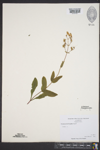 Penstemon brevisepalus image