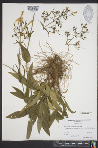 Penstemon canescens image