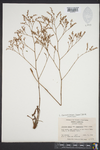 Limonium carolinianum image