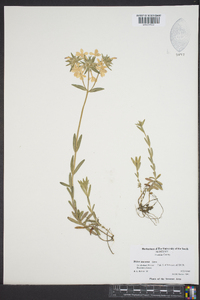 Phlox amoena image