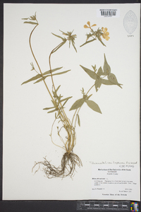 Phlox divaricata var. laphamii image