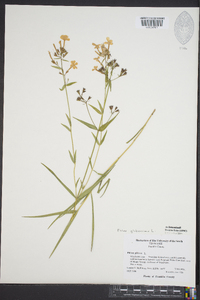 Phlox glaberrima image