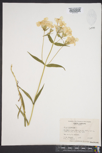 Phlox glaberrima image