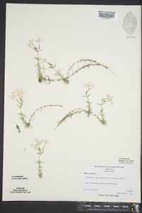 Phlox subulata image