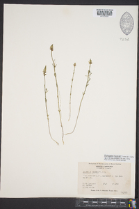 Polygala hookeri image