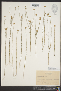 Polygala mariana image