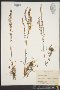 Rumex hastatulus image