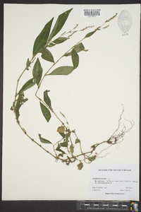 Polygonum erectum image