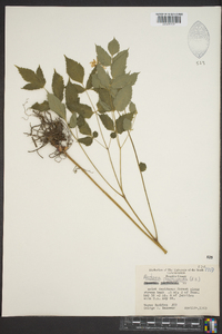 Actaea pachypoda image