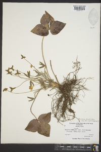 Anemone acutiloba image