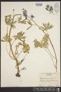 Delphinium tricorne image