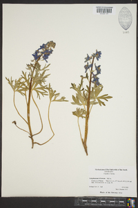 Delphinium tricorne image